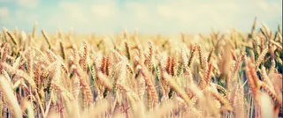 金色丰收麦田背景高清