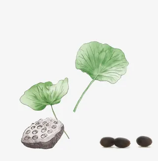 手绘鹅卵石荷叶莲蓬免抠