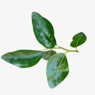 鲜绿色枣叶免抠