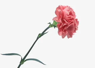 花径粉色康乃馨图片免抠