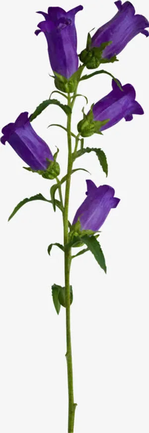 紫色盛开花朵免抠 紫色盛开花朵免抠