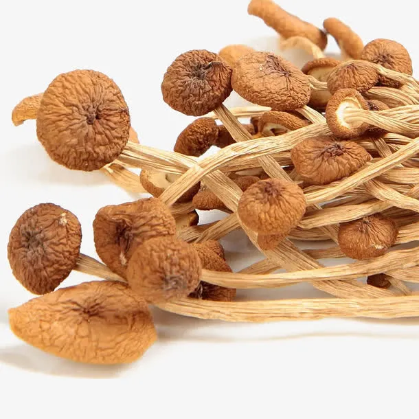 茶树菇素材免抠
