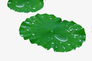 荷叶 谷雨 夏天 露珠免抠