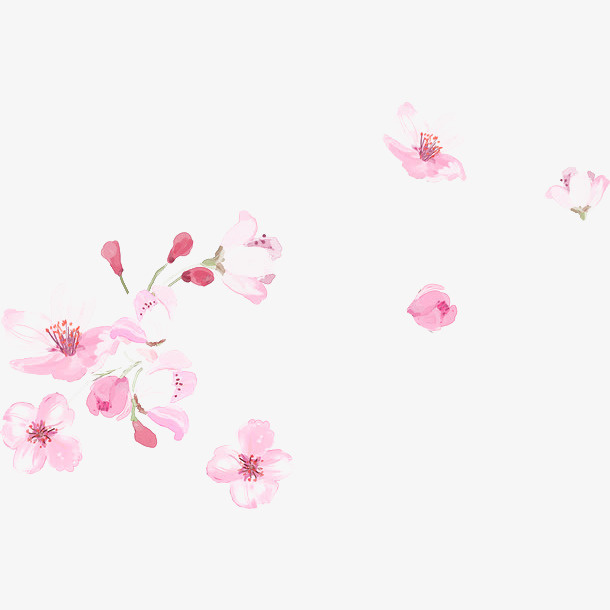教师节矢量手绘康乃馨水彩画免抠