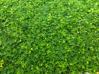 绿叶黄花海报背景