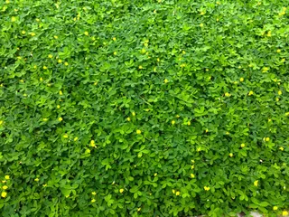 绿叶黄花海报背景