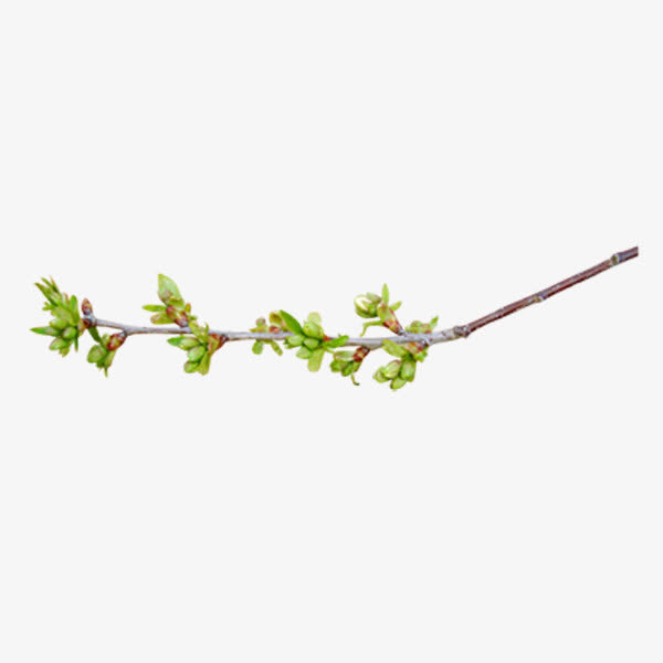 唯美鲜花花枝免抠