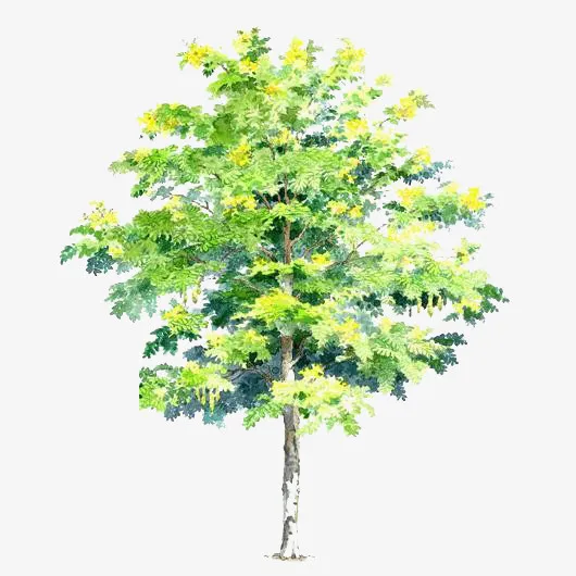 手绘树木图片免抠