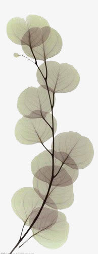 手绘叶脉画超写实叶子花免抠