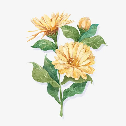 金盏菊花插画免抠