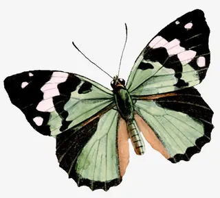 蝴蝶黑色翅膀白点蝴蝶免抠