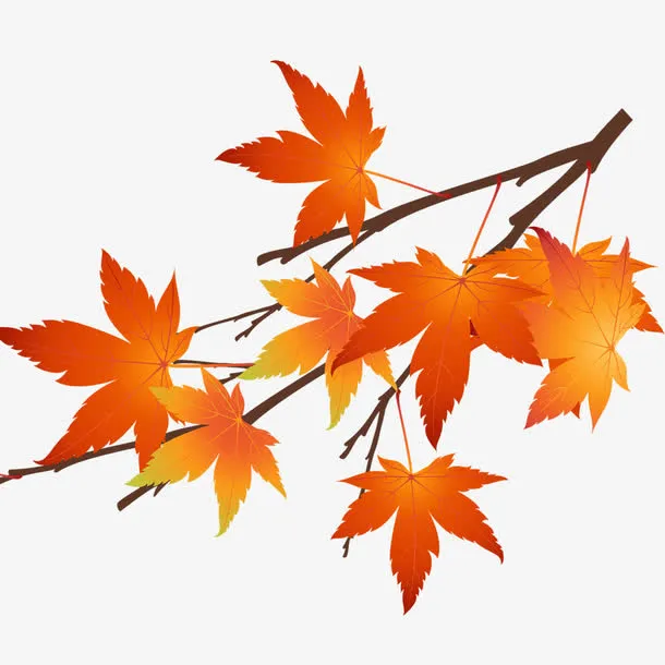 秋天的枫叶免抠