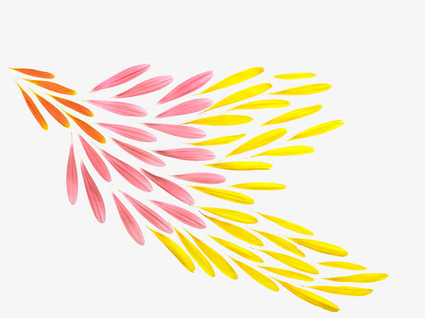 菊花花瓣免抠