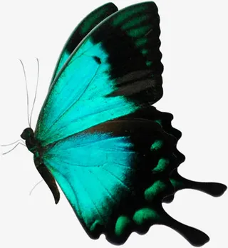 创意合成渐变效果绿色的蝴蝶免抠