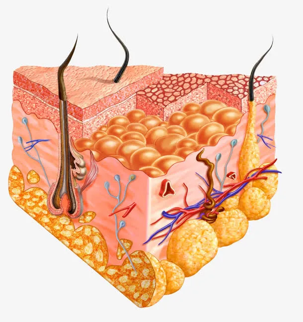 皮肤结构生物学图片免抠
