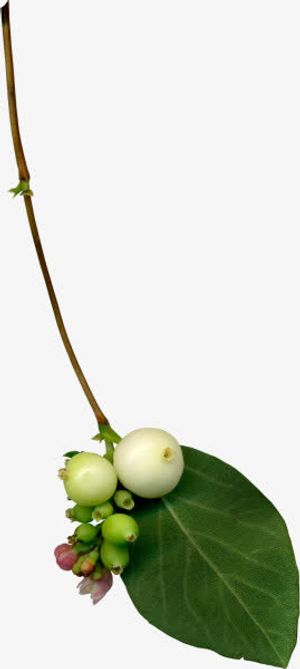 叶子枝条绿叶免抠