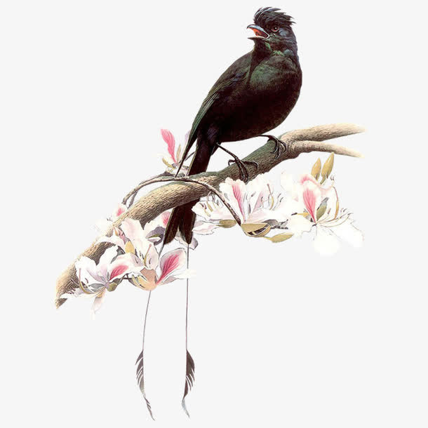 黑色枝头小鸟免抠