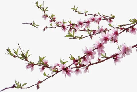 粉色高清花朵树枝免抠