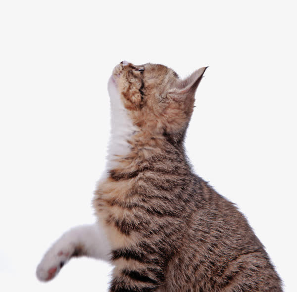 抬头的猫咪免抠