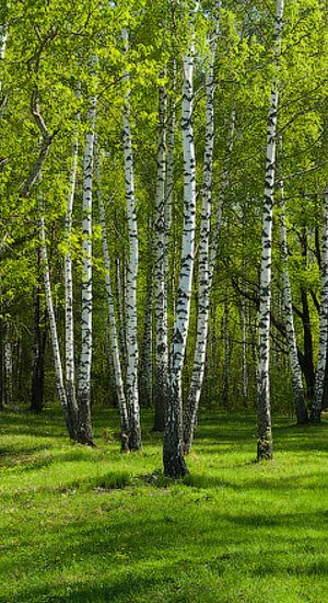 清新自然景色H5背景高清