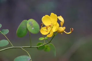 一枝独秀的黄花高清