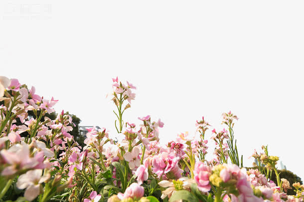 粉色花丛免抠