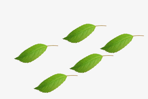 漂浮树叶免抠