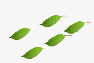 漂浮树叶免抠