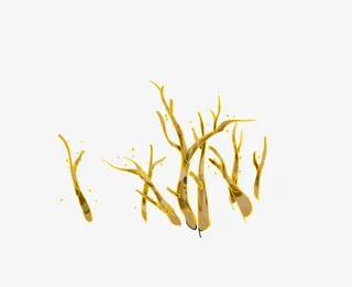 树枝素材手绘免抠