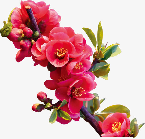 红梅实物兔抠素材免抠