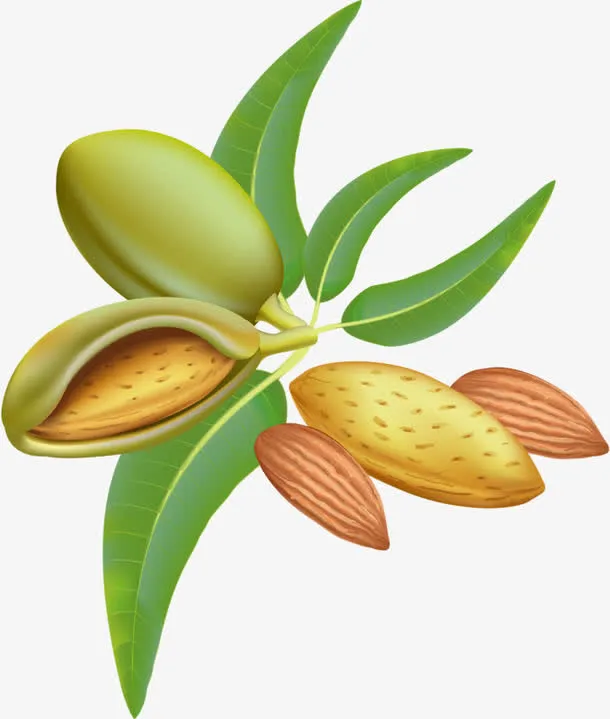 手绘开心果免抠