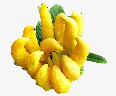 金黄的佛手柑免抠 金黄的佛手柑免抠