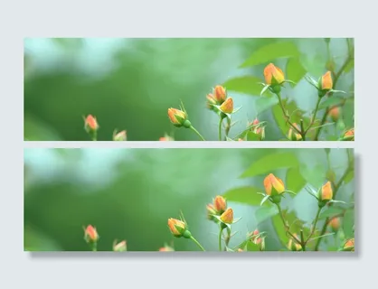 摄影清新花朵背景高清