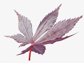 红色春天叶子枫叶漂浮元素免抠