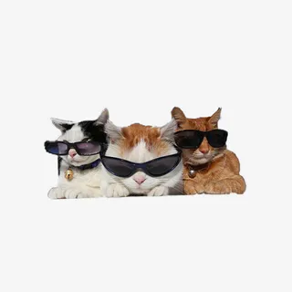 三只眼镜猫免抠 三只眼镜猫免抠