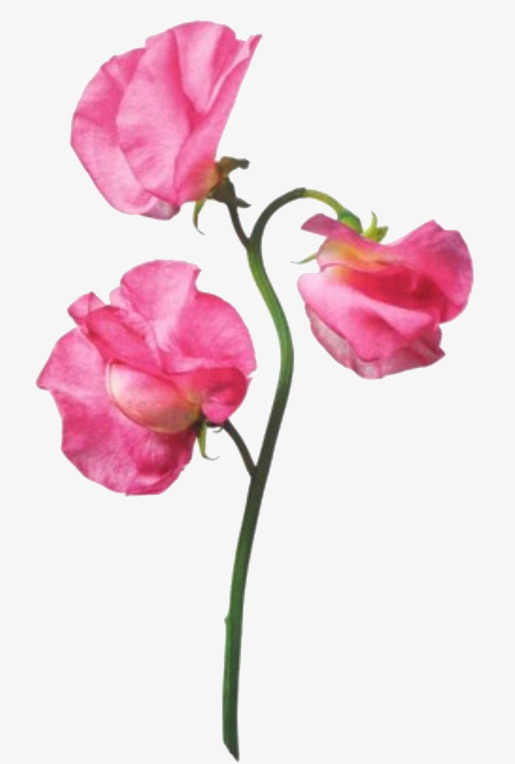 矢量花草素材花卉素材免抠