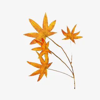 秋天的枫叶，秋天来了免抠