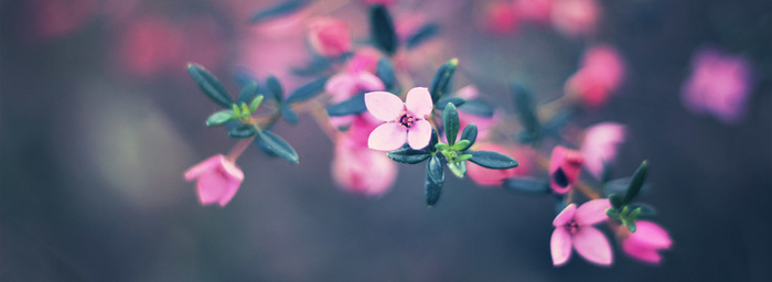花草高清