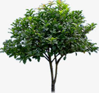 高清创意绿色草木桂花树免抠装饰植物元素