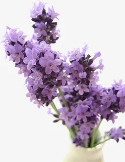 薰衣草花朵免抠 薰衣草花朵免抠