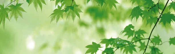 唯美绿色枫叶清新海报背景