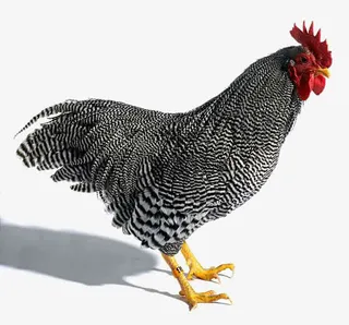 优质芦花鸡免抠