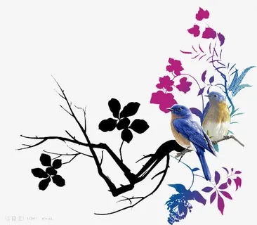 花鸟免抠