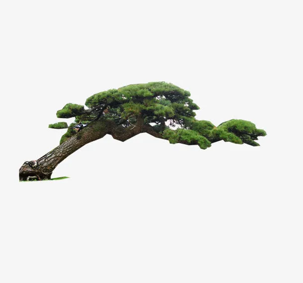 松树免抠