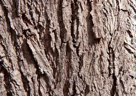 树皮免抠