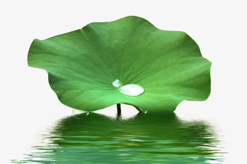 荷叶 元素 修饰 png免抠