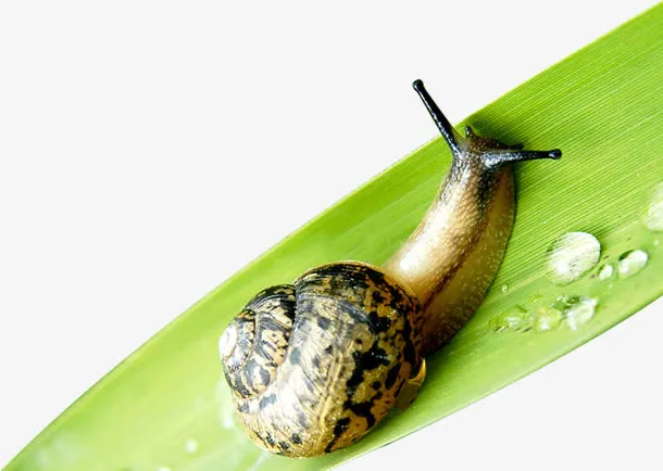 绿色树叶爬行蜗牛免抠