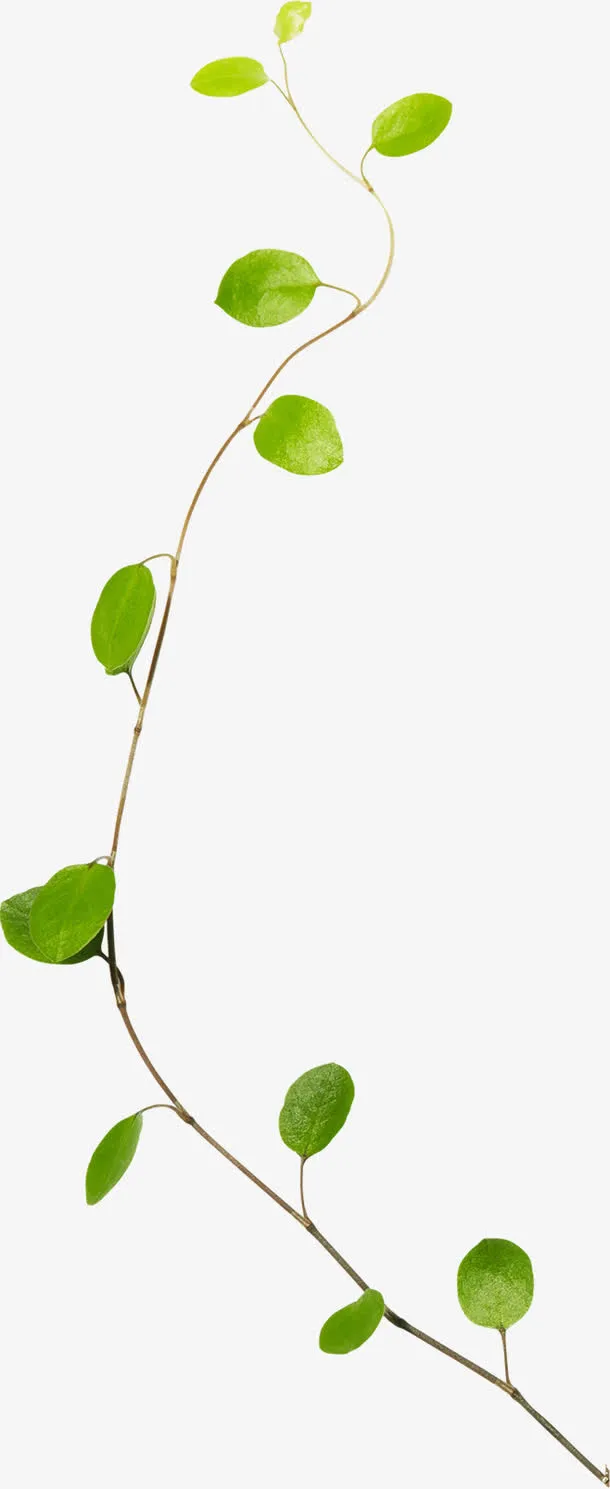 创意合成水彩树叶藤蔓免抠