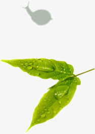 叶子上的蜗牛免抠