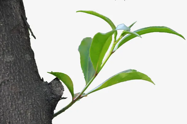 树枝新芽免抠